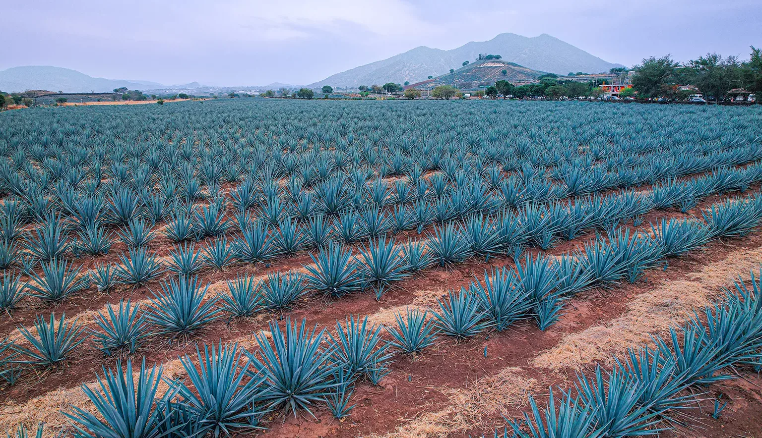 Agave-Landscape-MAIN