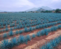 Agave-Landscape-MAIN