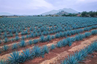 Agave-Landscape-MAIN
