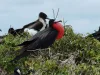 Family of Frigate birds