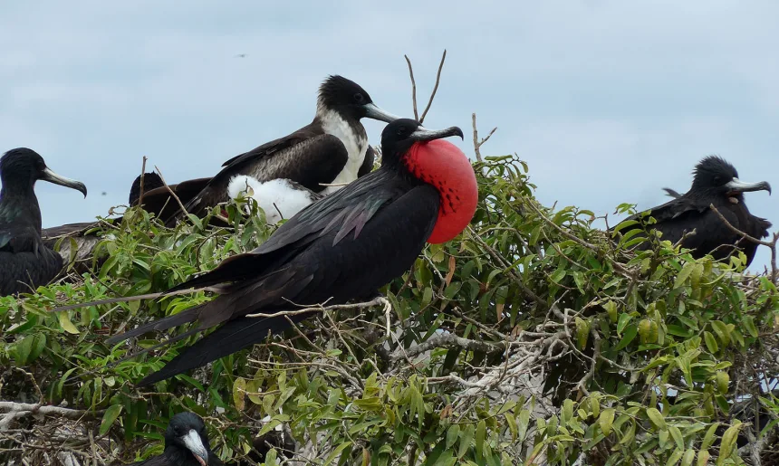 Family of Frigate birds