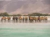Camels on the beach near Salalah Marina