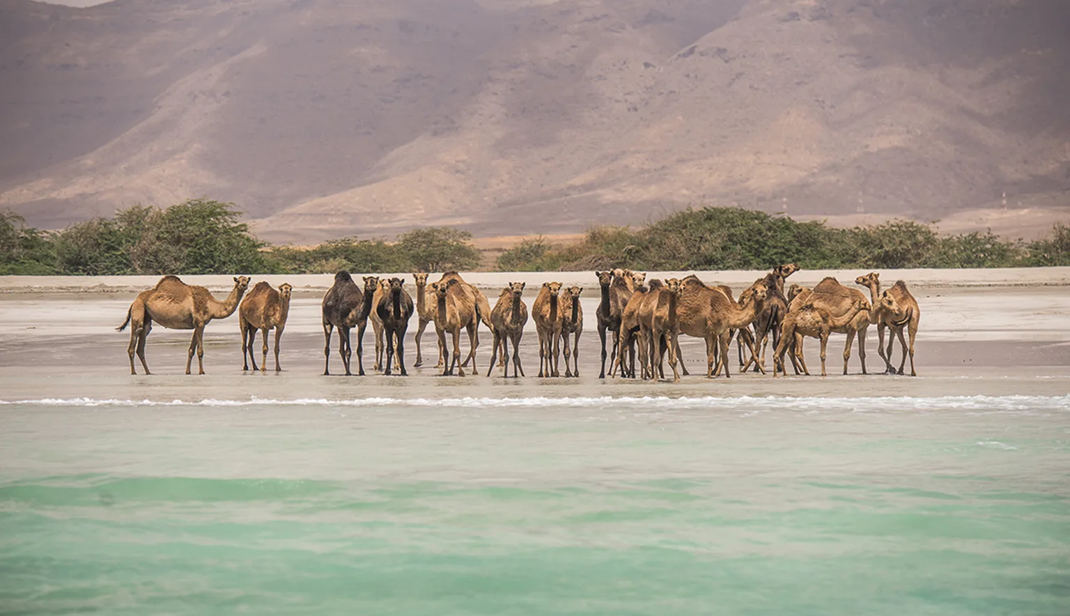 Camels on the beach near Salalah Marina