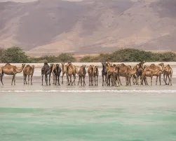 Camels on the beach near Salalah Marina