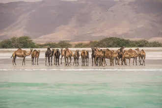 Camels on the beach near Salalah Marina
