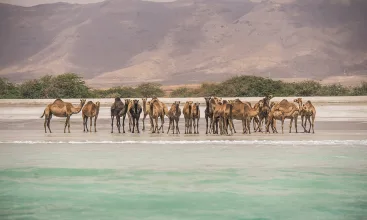 Camels on the beach near Salalah Marina
