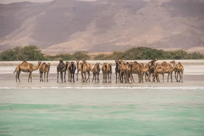 Camels on the beach near Salalah Marina