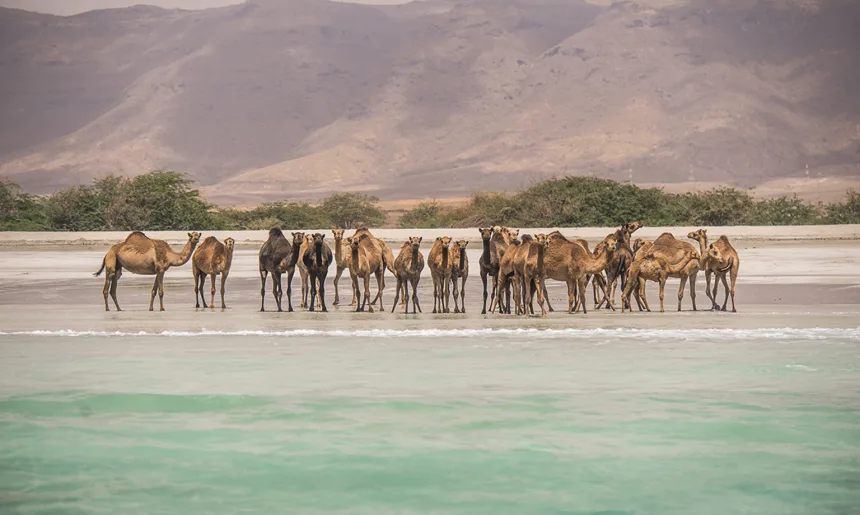 Camels on the beach near Salalah Marina