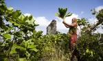 travel between cook islands