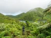 Dominica Forest and View