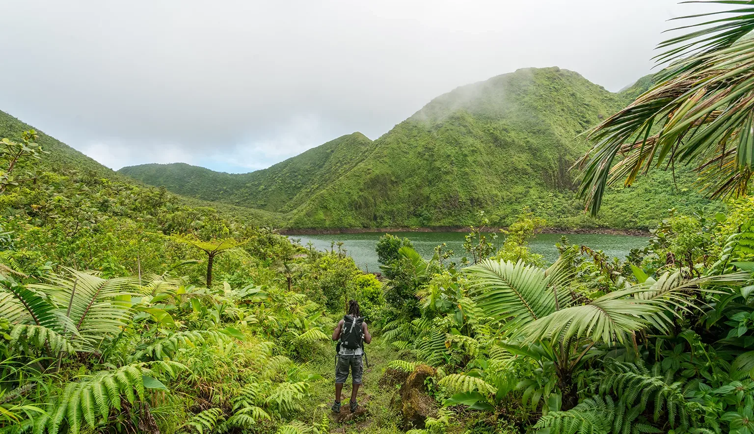 Dominica Forest and View