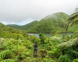 Dominica Forest and View