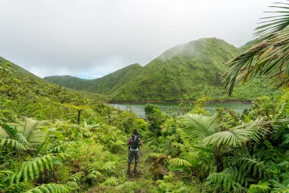 Dominica Forest and View