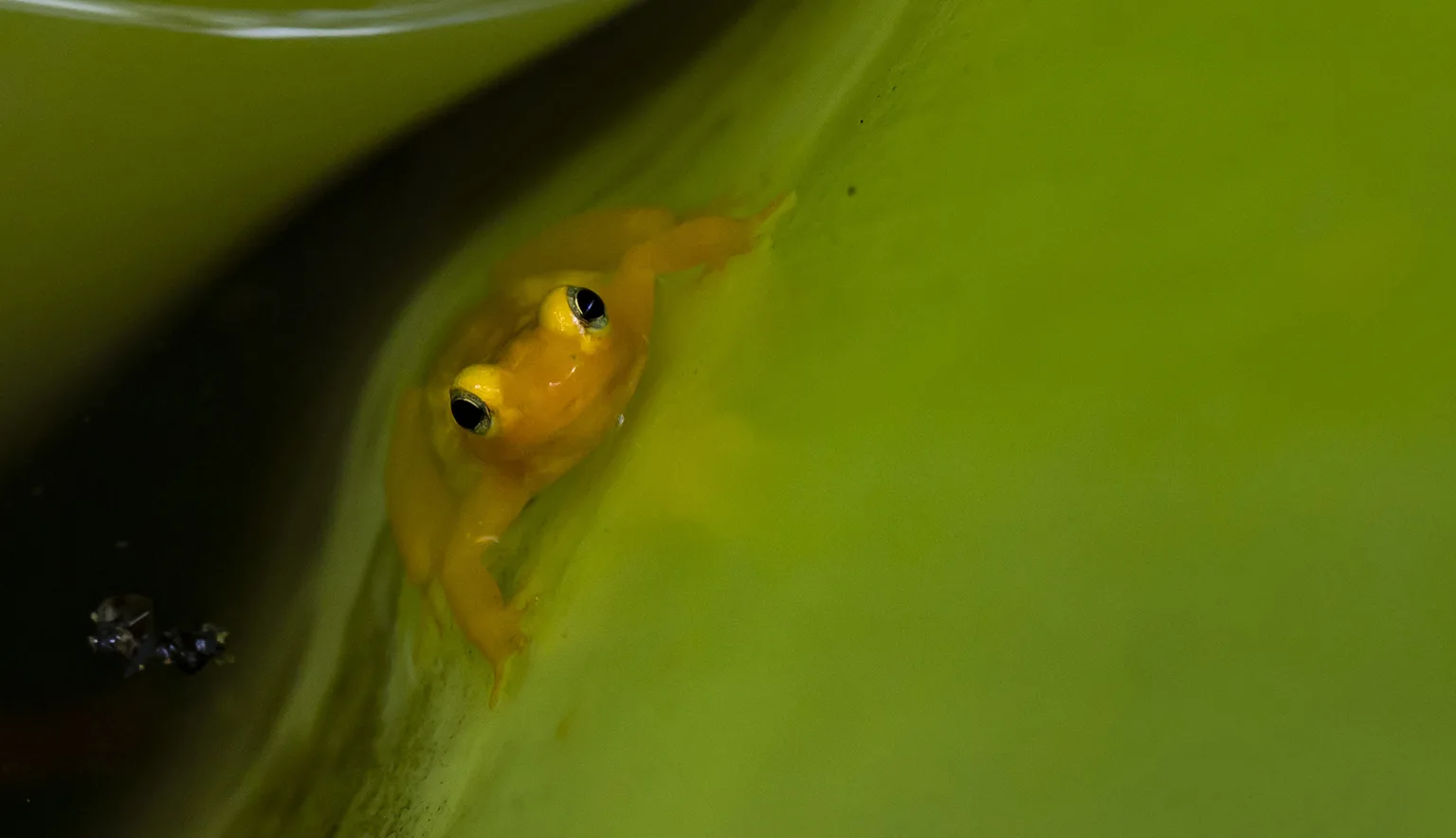 Golden Dart Frog