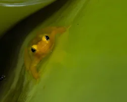 Golden Dart Frog