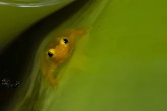 Golden Dart Frog
