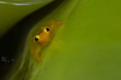 Golden Dart Frog