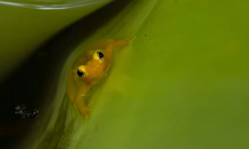 Golden Dart Frog