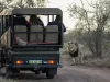 Eswatini Safari with Lion