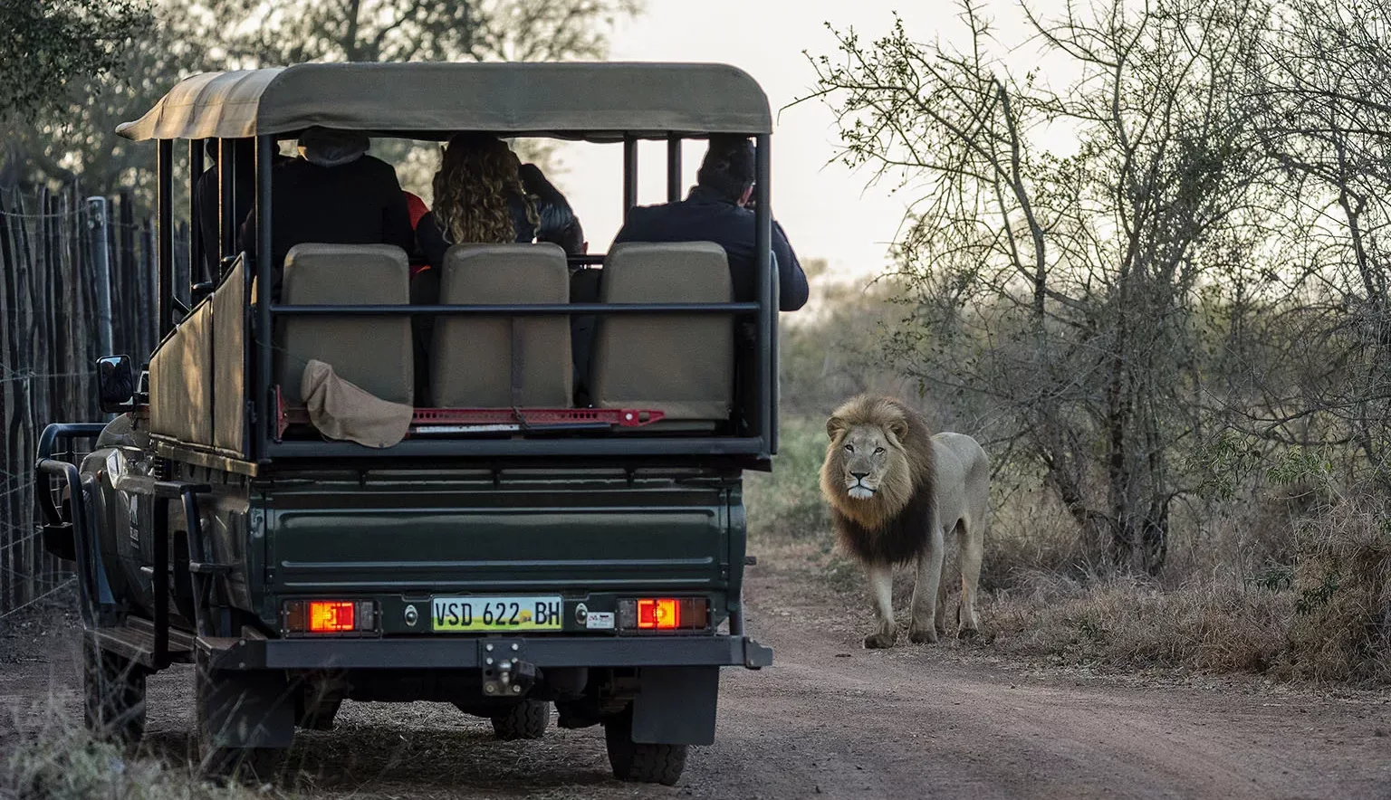 Eswatini Safari with Lion