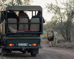 Eswatini Safari with Lion
