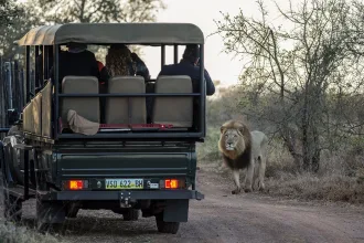 Eswatini Safari with Lion