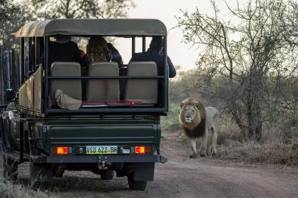 Eswatini Safari with Lion