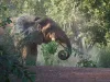 African elephant in Mole National Park, Ghana
