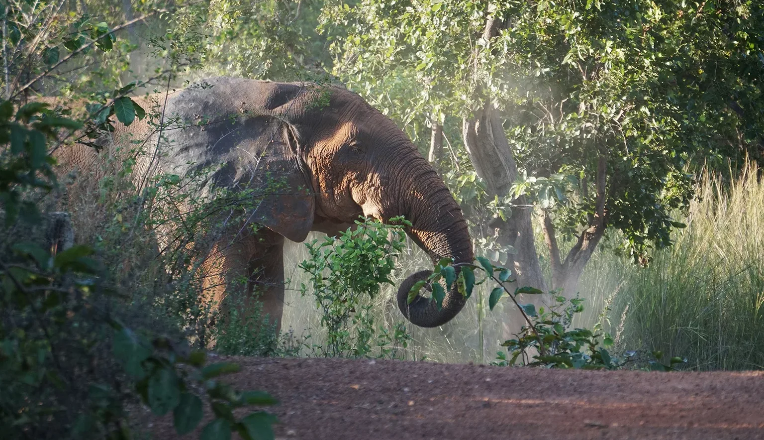 African elephant in Mole National Park, Ghana