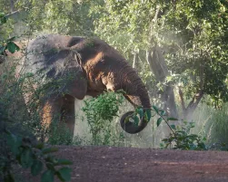 African elephant in Mole National Park, Ghana