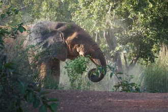 African elephant in Mole National Park, Ghana