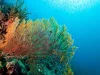 Great-Barrier-Reef-Foundation-Main