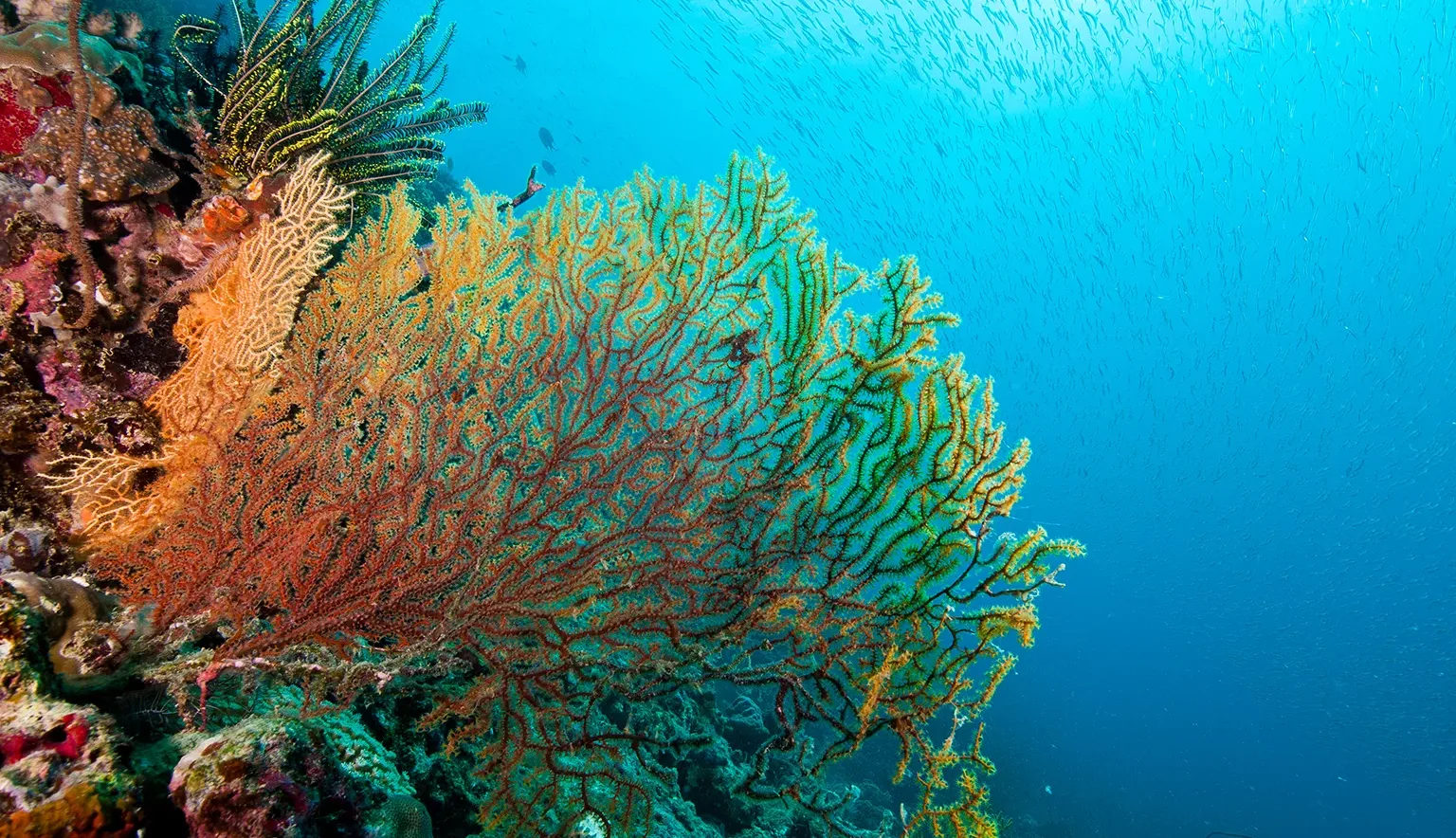 Great-Barrier-Reef-Foundation-Main