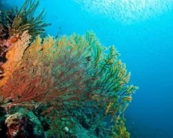 Great-Barrier-Reef-Foundation-Main