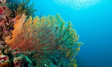 Great-Barrier-Reef-Foundation-Main