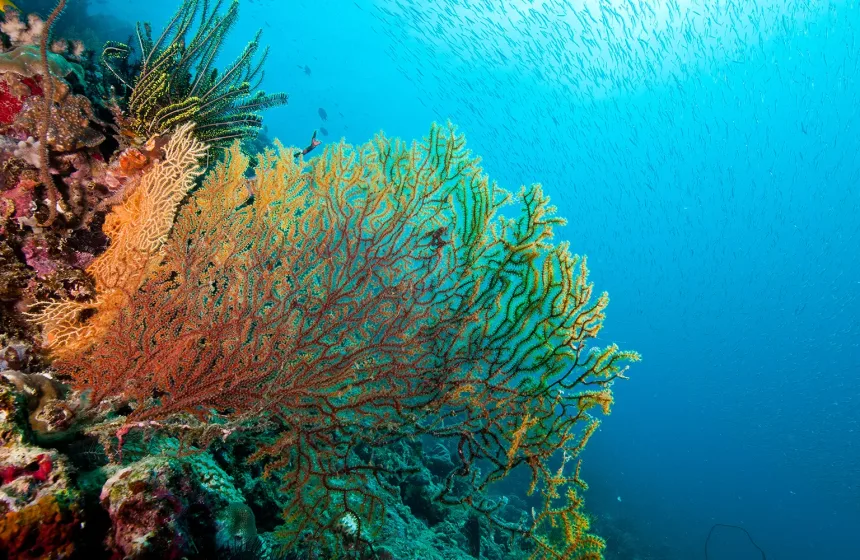 Great-Barrier-Reef-Foundation-Main