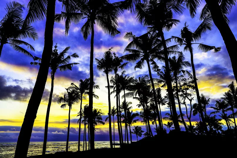 Greg Johnston Sunset with Palm Trees Photography