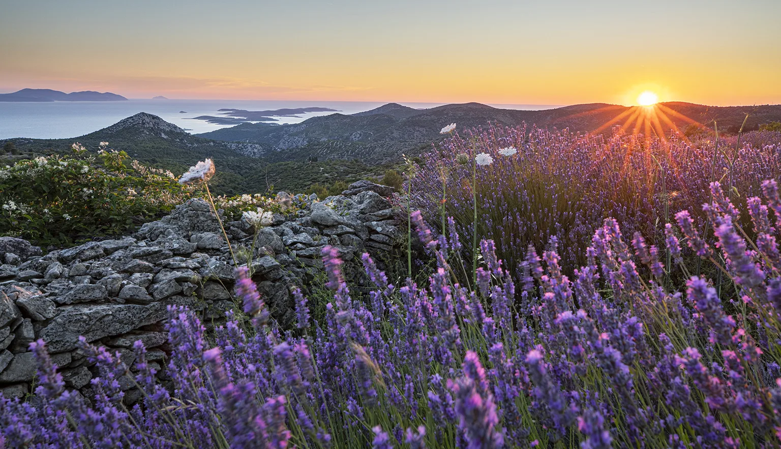 Lavender field sunset on Hvar, Croatia