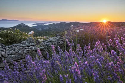 Lavender field sunset on Hvar, Croatia