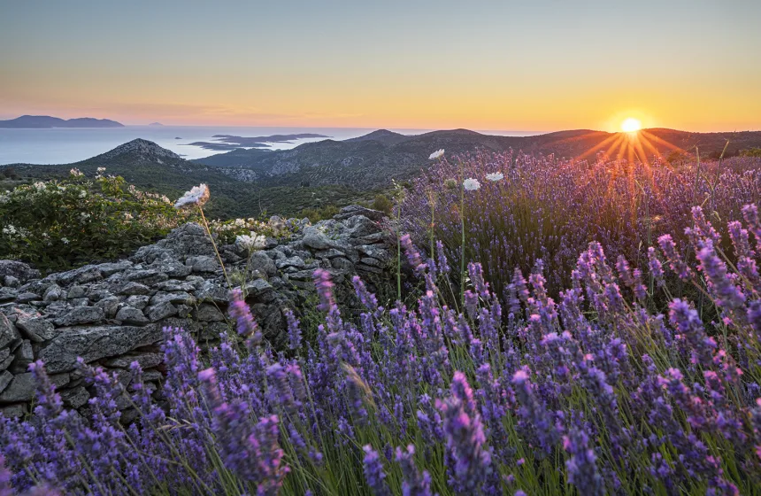 Lavender field sunset on Hvar, Croatia