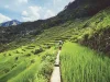 Ifugao-Rice-Terraces-LA-jpg-webp-webp.webp Photo Credit: Russel Llanera
