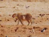 Lioness in Namibia