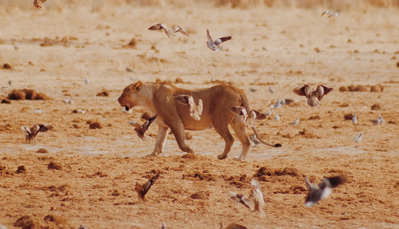 Lioness in Namibia