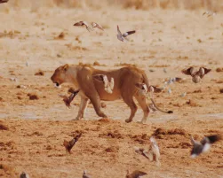 Lioness in Namibia
