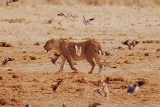 Lioness in Namibia