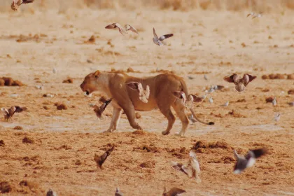Lioness in Namibia
