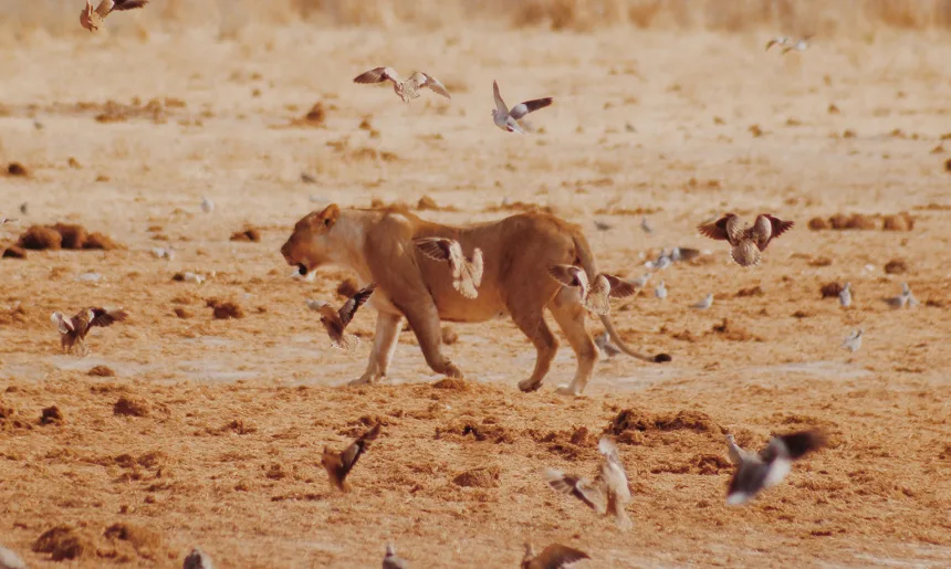 Lioness in Namibia