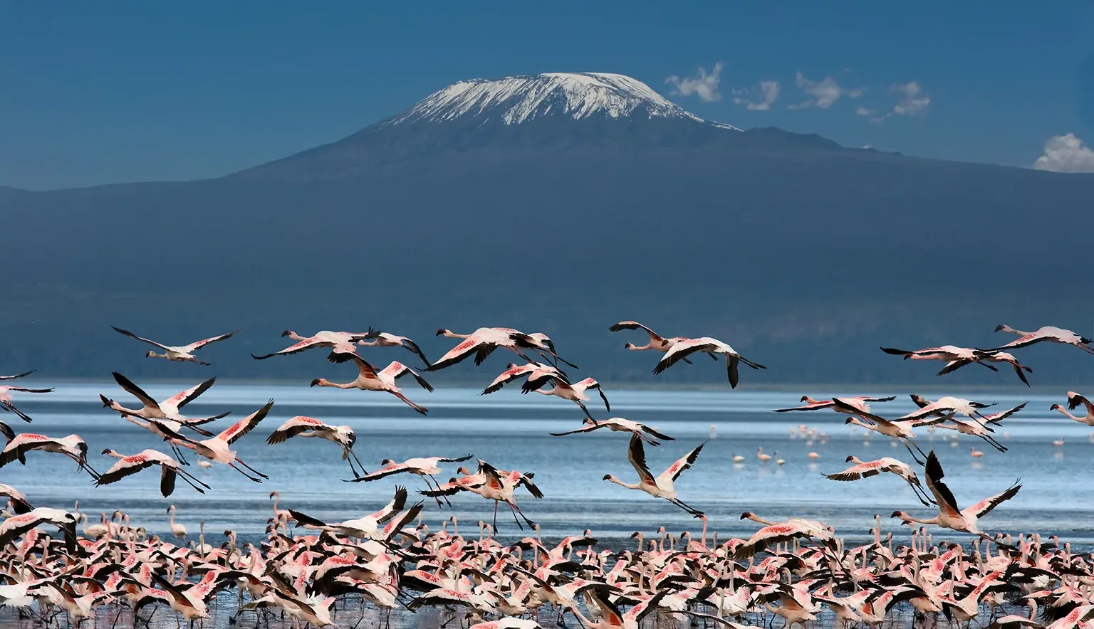 Uccelli con il Kilimangiaro