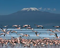 Uccelli con il Kilimangiaro