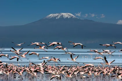 Uccelli con il Kilimangiaro
